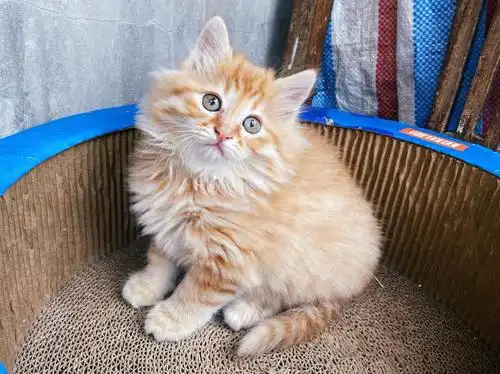 广州 长毛田园橘猫 女孩子