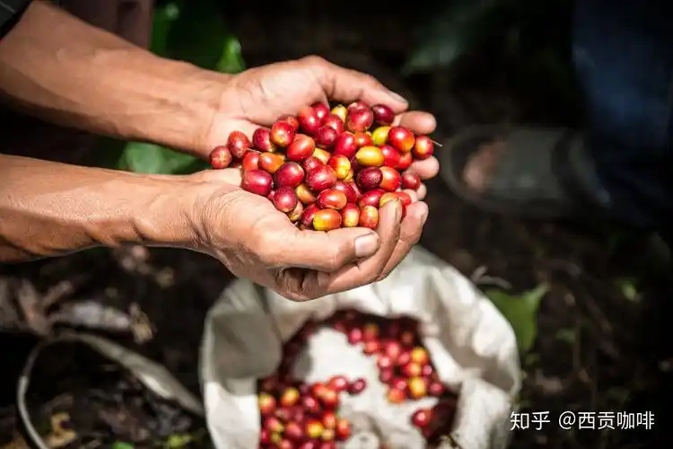 关于印尼咖啡的那些事儿你知道多少