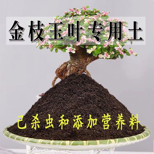 金枝玉叶专用土金枝玉叶专用营养土种植土养花土通用型种花土肥料