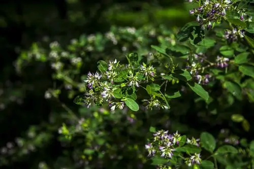 路边的多花胡枝子.