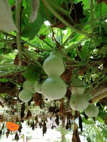 720_960竖版 竖屏