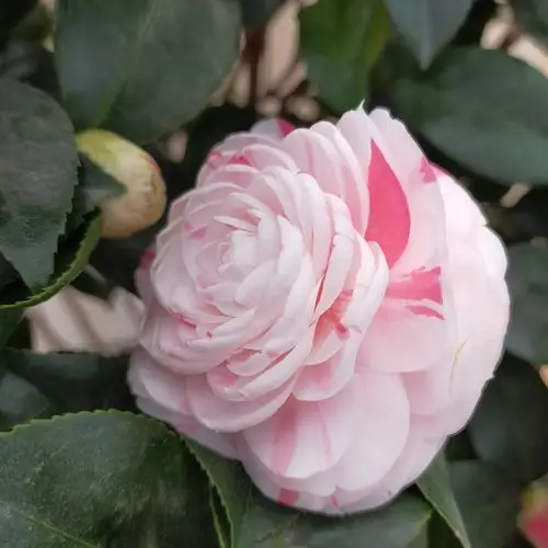 白底十八学士正宗山茶花树苗多色系室内花卉绿植盆栽名贵盆景热卖