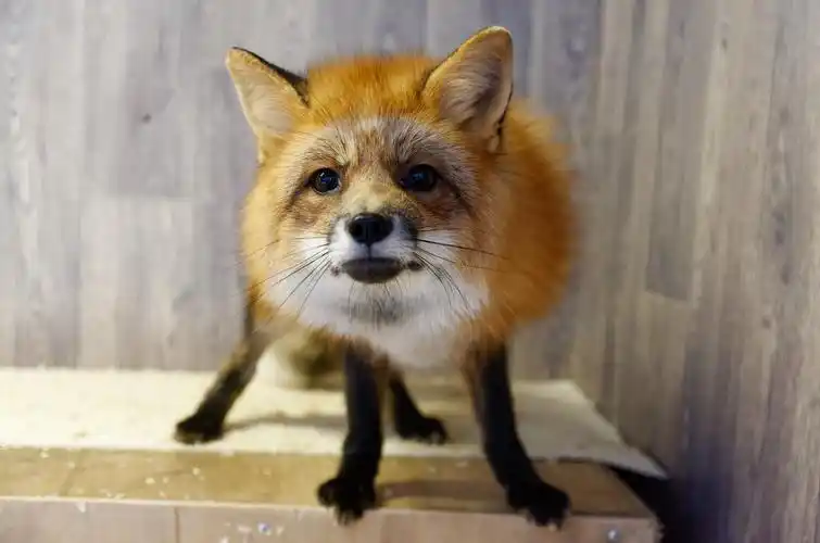 乖巧呆萌的小狐狸图片1280x1024分辨率查看