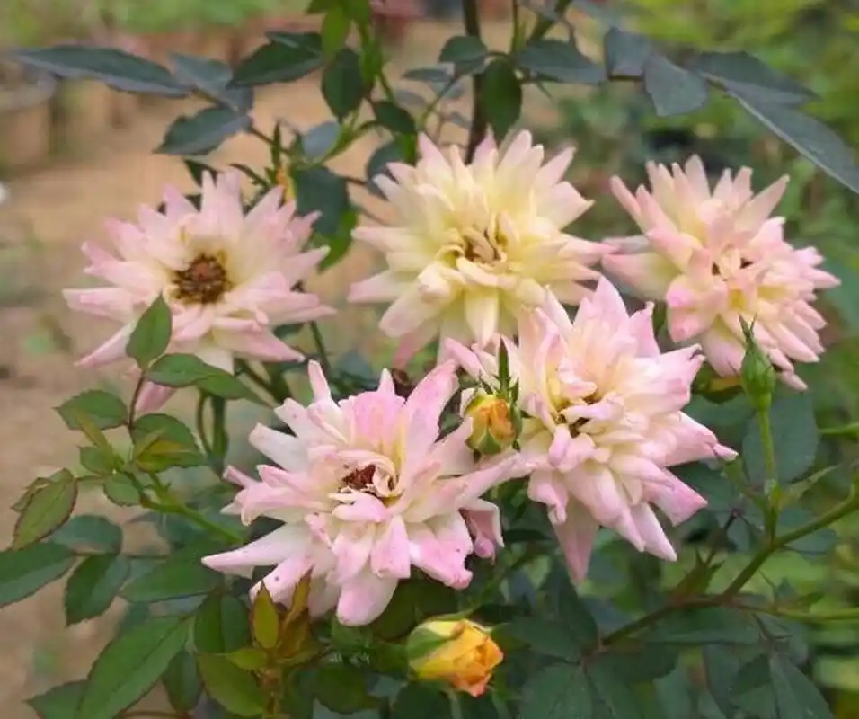 婴儿假面舞会,英文名baby masquerade,德国月季,微型灌木品种,株型