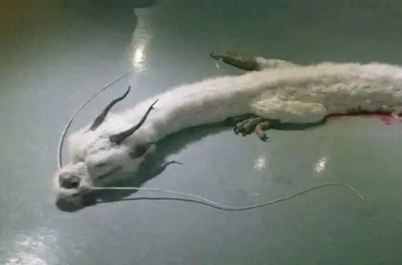 蛟龙图片真实恐怖千年蛟龙真实图片