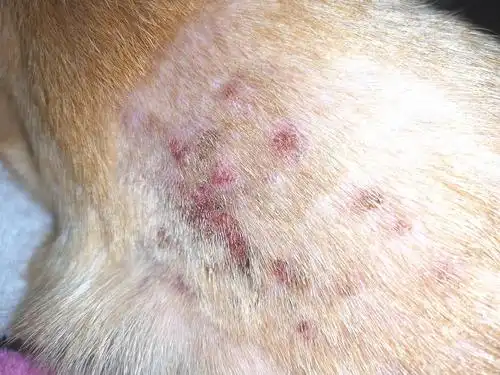 讨论关于狗狗皮肤病