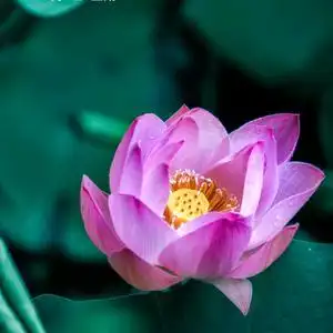 六月荷花满池塘_头像