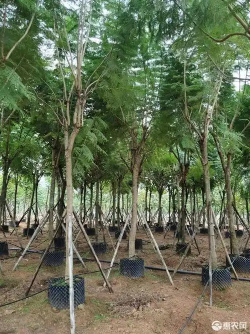 10-15公分广西蓝花楹地苗袋苗现货出售