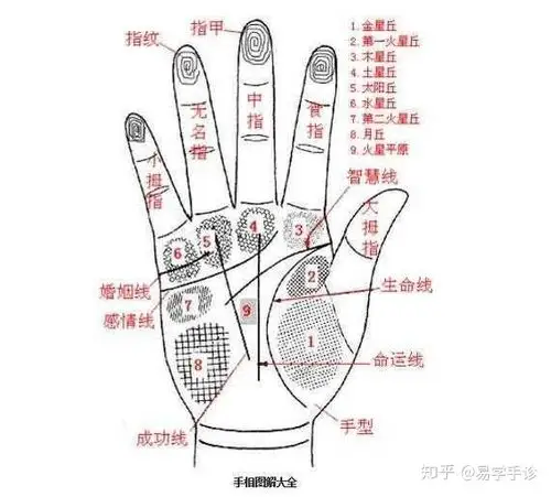 《易学手诊》理与法