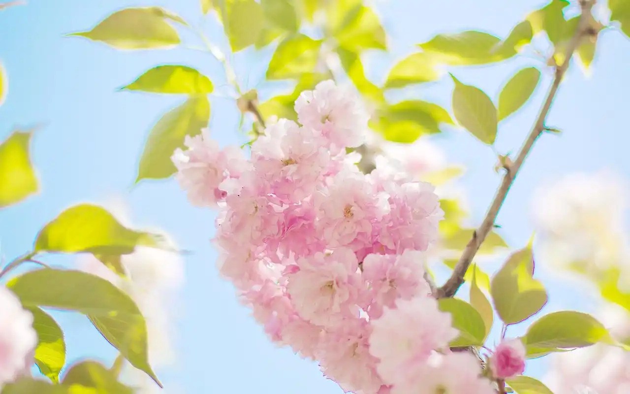 好看的小清新樱花唯美图片桌面壁纸