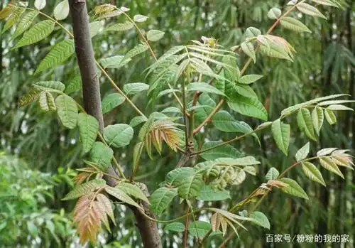 农村常见的臭椿树,被人们称为"树王",有什么样的用途?