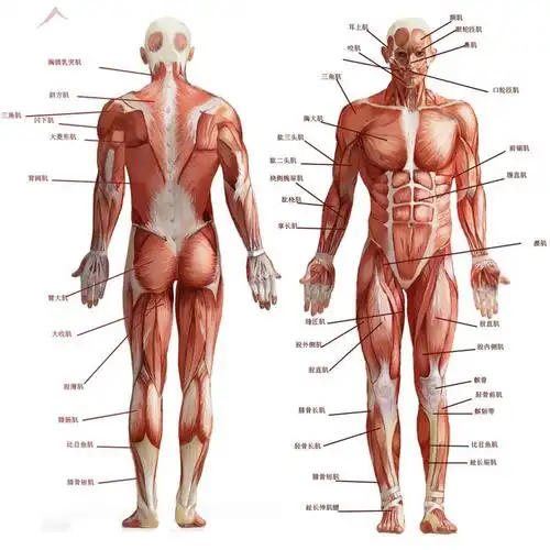 肌肉萎缩能治愈吗