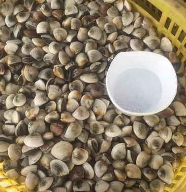 广东湛江优质白螺可视频看货直供线上保障交易