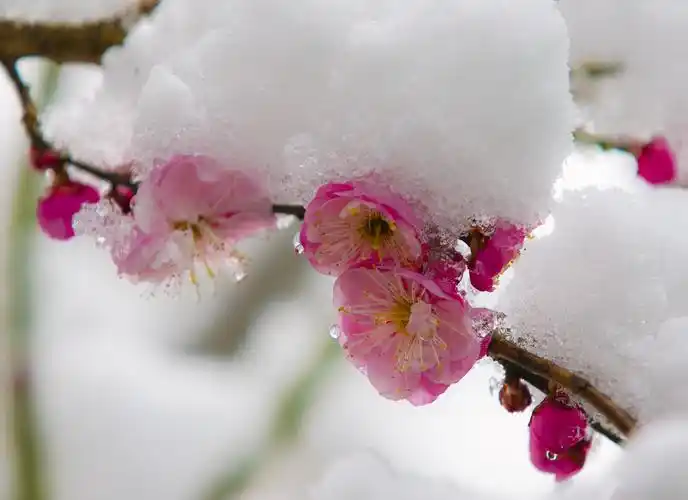 红梅傲雪迎春来