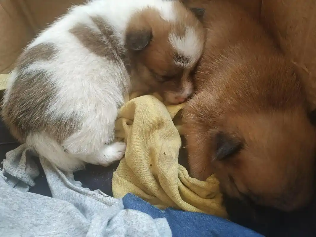 小狗,流浪狗的小哈巴狗.小孩的玩物,每天来我家讨吃的流浪狗, - 抖音