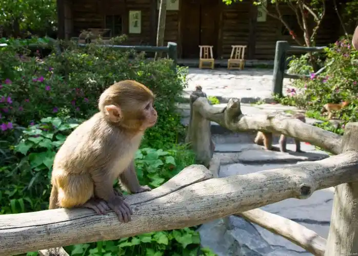 来一张小猴子,相当可爱了