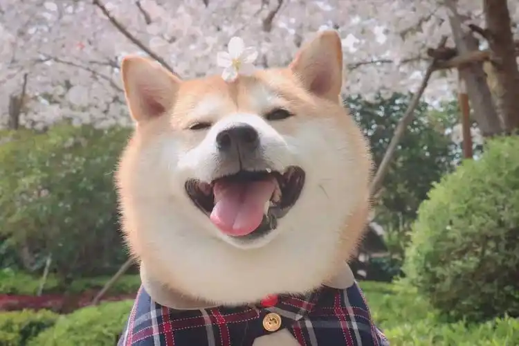 柴犬笑是真的笑吗柴犬开心所表达的方式是什么