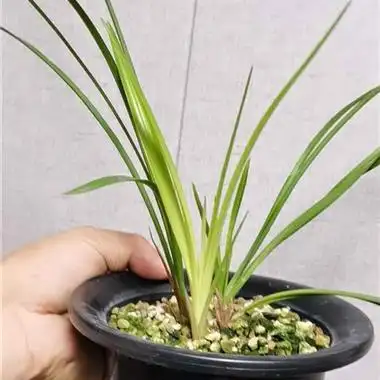 春兰青蓝艺 - 中国兰花交易网