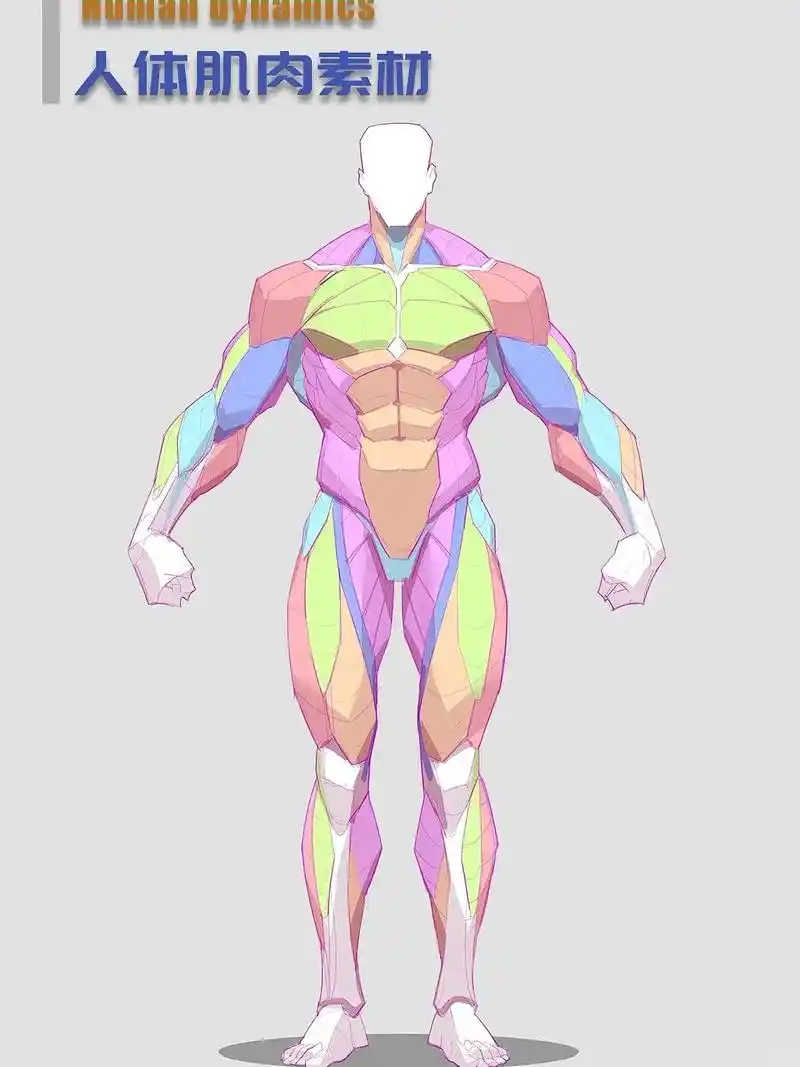 人体结构 #建模 #3dmax建模 - 抖音