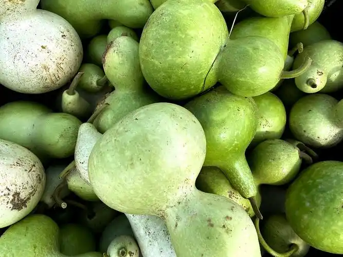 一堆鲜有机绿葫芦图片