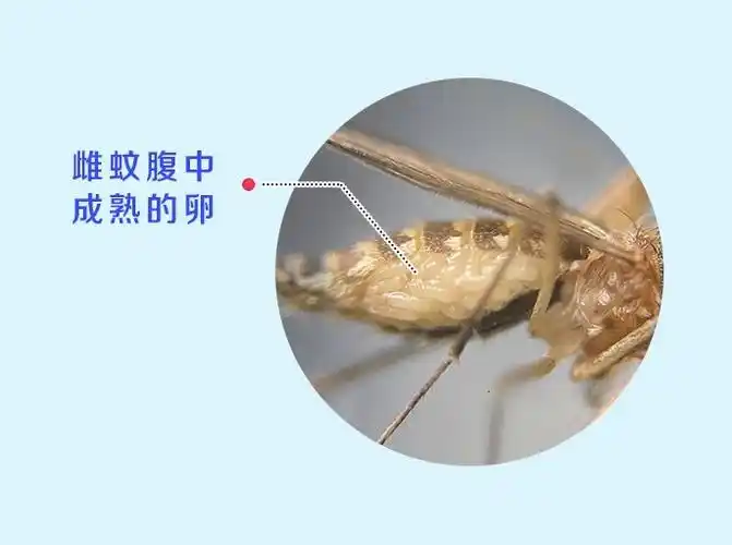 ③产卵——吸血后的母蚊子余生只为生娃(产卵)