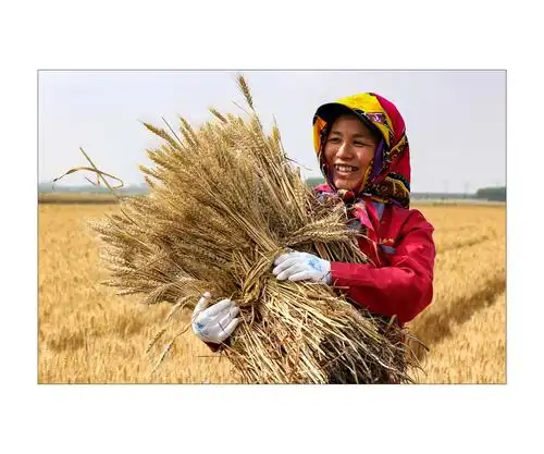丰收的喜悦   韩丽刚摄 (获奖作品)