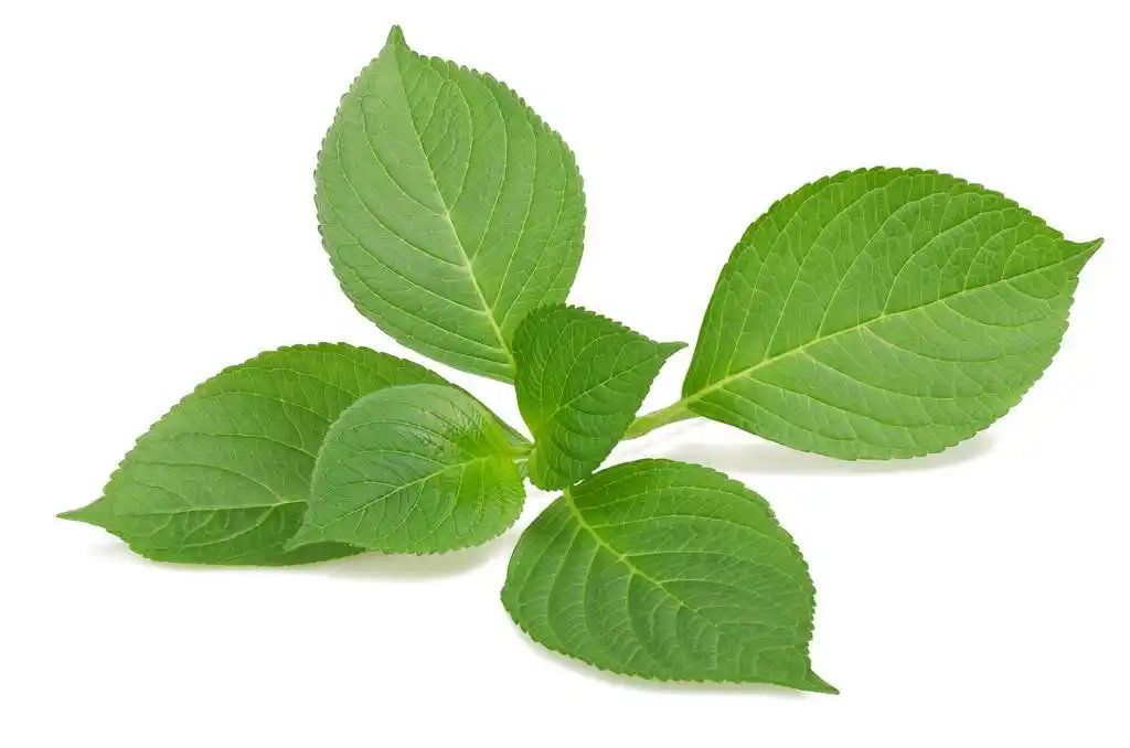 绣球枝,绣球花叶子上白色隔离