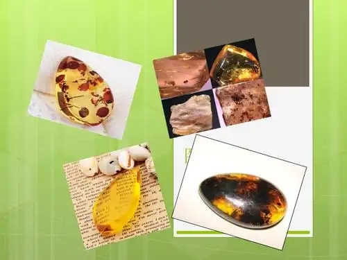 琥珀形成的两个阶段ppt