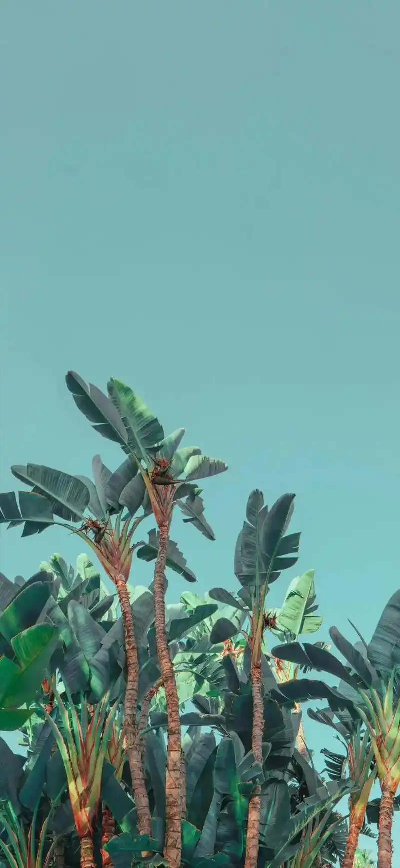 壁纸#苹果12壁纸 #治愈系风景 - 抖音