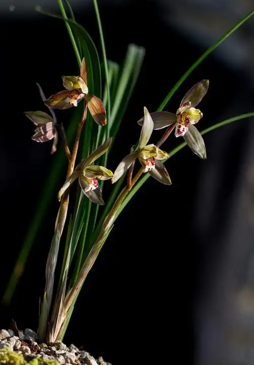 贵州野生兰花珍稀品种(春兰)