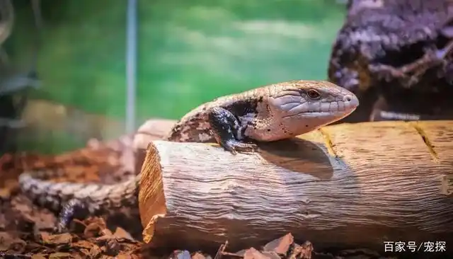 蓝舌石龙子怎么饲养?冰冷的身体却极其温柔!