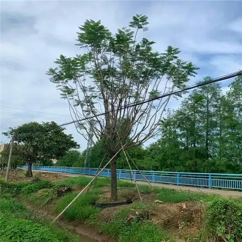 基地直供蓝花楹地苗筑绿城景长期供应