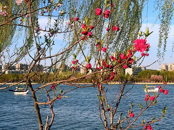 桃花满枝芬芳溢,春风拂柳醉含烟,堤岸游人携相伴,桃花依旧笑春风.