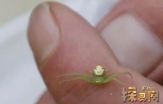 人面蜘蛛有毒吗,人面蜘蛛多少钱一只(图片)(2)