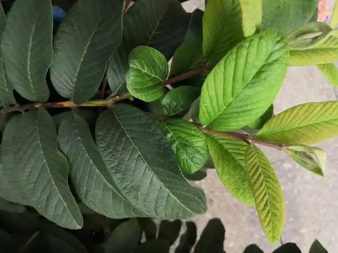 看看番石榴各种叶子