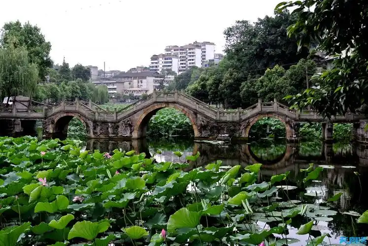富顺西湖 看荷正当时
