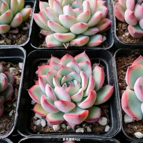 控养萌肉莲花座 6颗一组 实拍发货哦