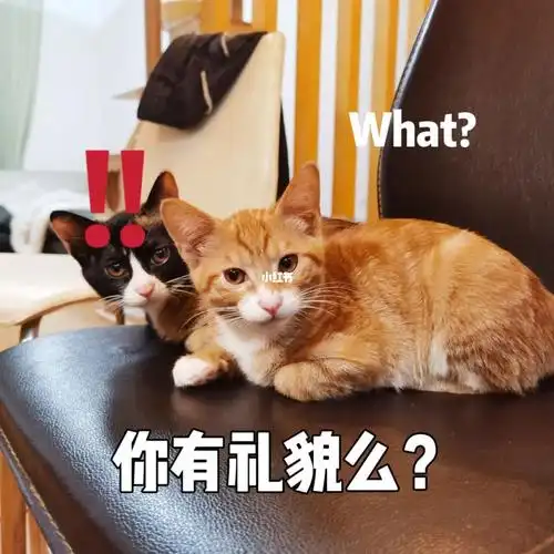 爱他就把他整成表情包