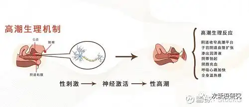 关于丽芙莎高潮针的内容来源网络科普文章以及丽芙莎