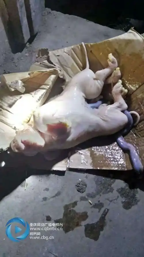活久见!母猪产下"连体猪"