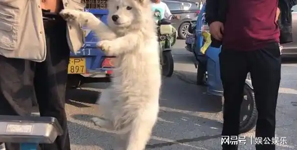 狗市里一只萨摩耶被狗贩子吊着上了秤于是,在这样的现状下,如何衡量