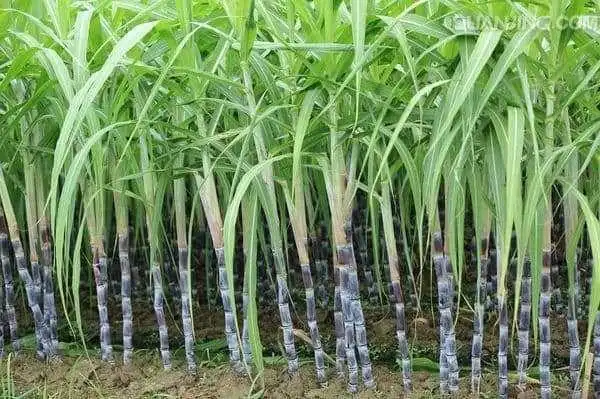甘蔗