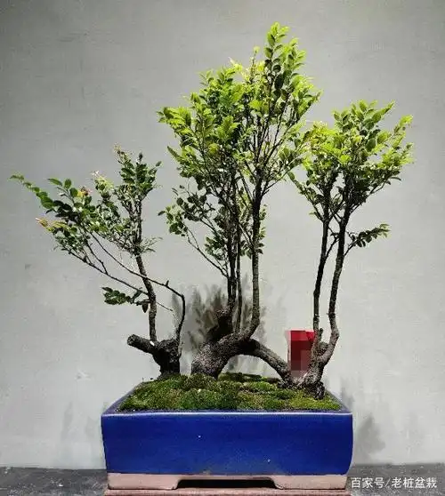 老桩连桥黑骨茶盆景,一本多杆,红芽品种