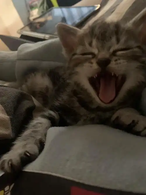 谁能拒绝往怀里钻的小猫咪呢