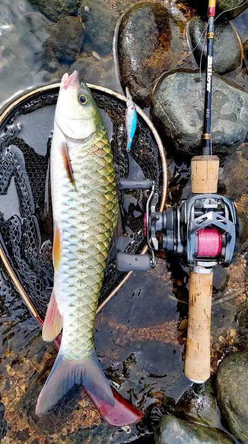 《【军鱼图片】道路亚军鱼经验交流,希望能帮助到