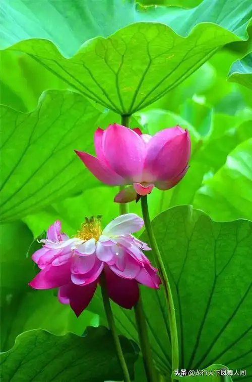 拍摄唯美盛开的荷花在一天中哪个时段比较合适