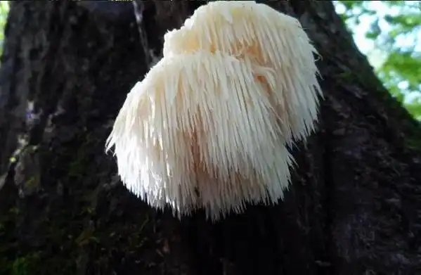 深山大树上出现一坨白色东西,村民掉头就跑,专家:你太幸运