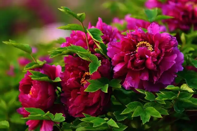 菏泽牡丹史上也称曹州牡丹.以其花大,色艳