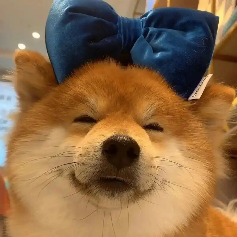 猫猫狗狗可爱头像 爱宠宝贝微信头像