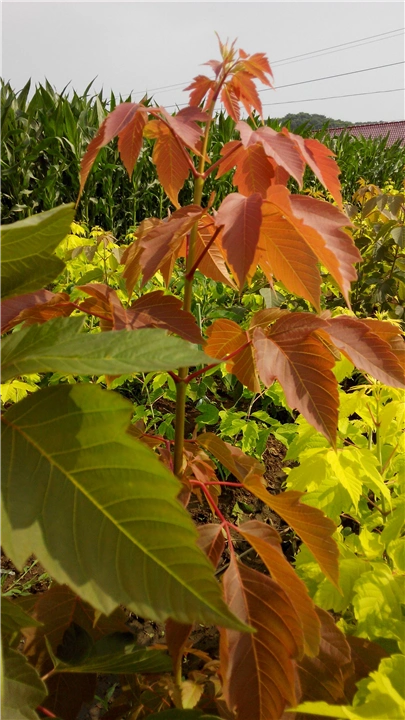 红叶复叶槭→吉林红叶复叶槭营养杯苗